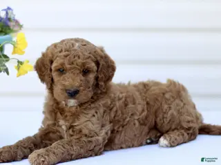 Mini Goldendoodle dogs for sale: Samantha - Ad 1