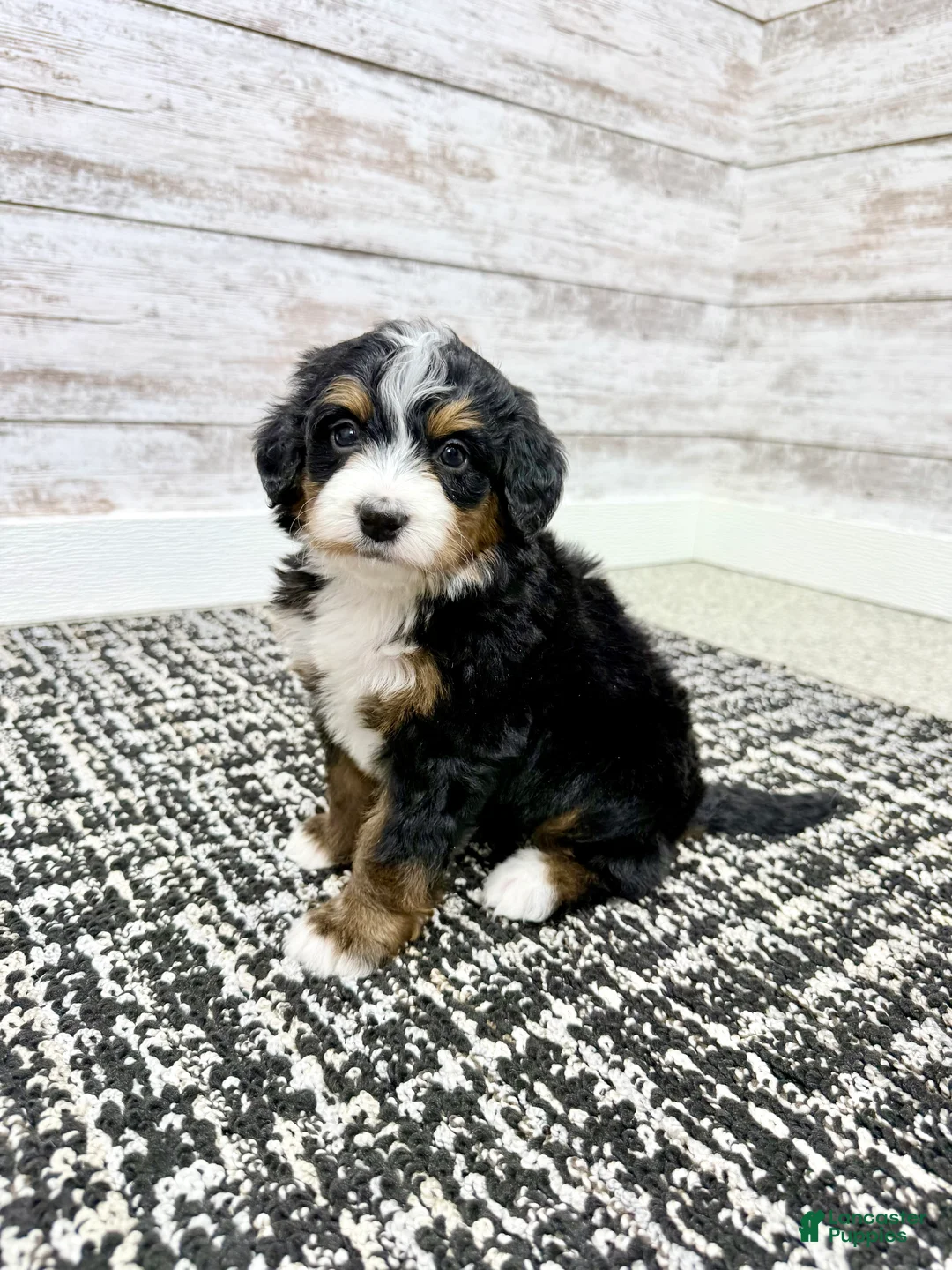 Mini Bernedoodle dogs for sale: 💖 Chloe - Ad 4