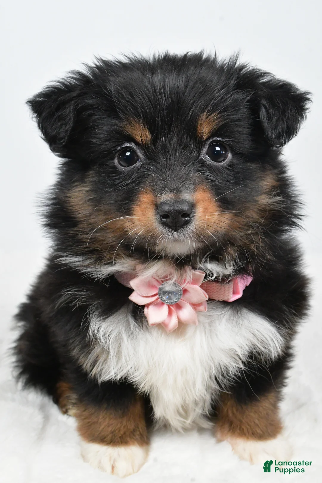Miniature Australian Shepherd dogs for sale: Lilac - Ad 4