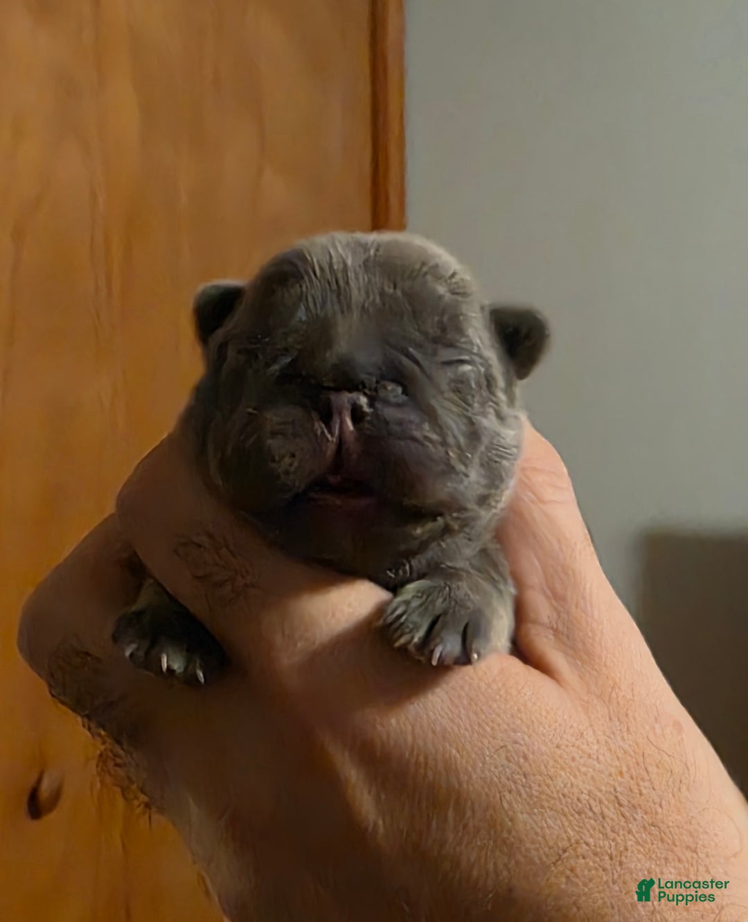 French Bulldog dogs for sale: ❄️ Iduna – Blue Big Rope French Bulldog, carries fluffy - Ad 14