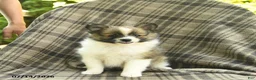 Pomeranian dogs for sale: Sunny  - Ad 4