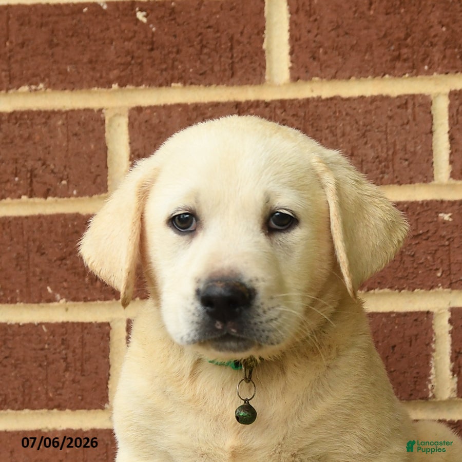 Labrador Retriever dogs Bobby - Ad 2