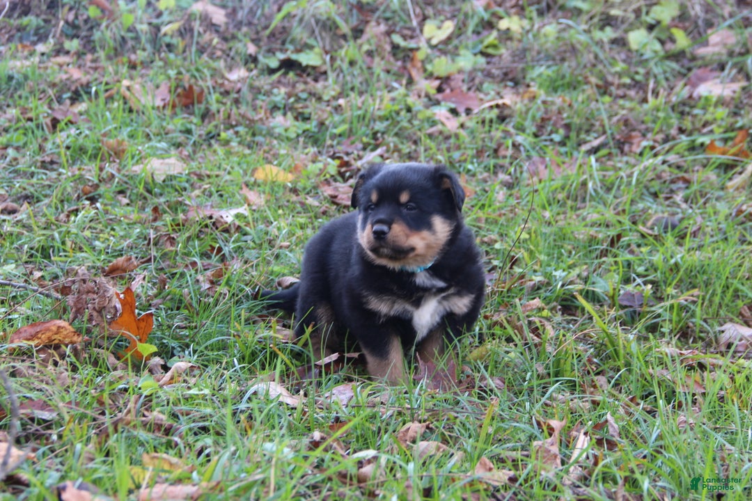 Ace for sale in Summerfield Lancaster Puppies - Main Image