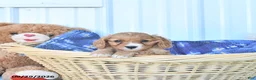 Cavapoo dogs for sale: Bennet - Ad 4
