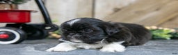 Shih Tzu dogs for sale: Oscar - Ad 3