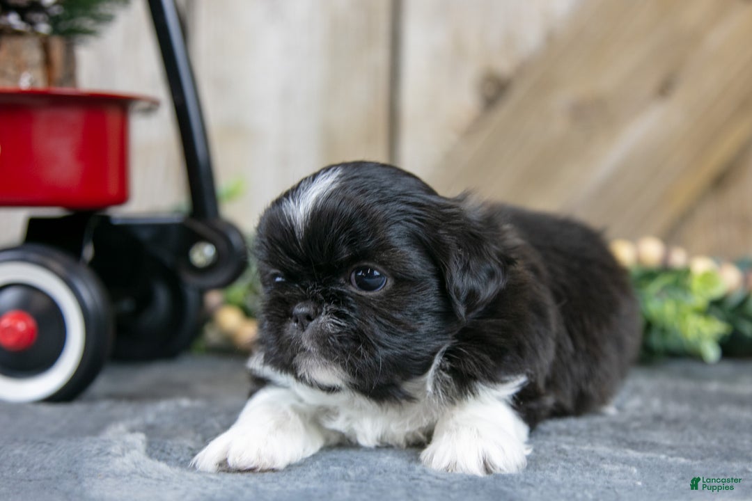 Shih Tzu dogs for sale: Oscar - Ad 3
