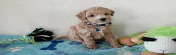 Cavapoo dogs for sale: Paws  - Ad 1