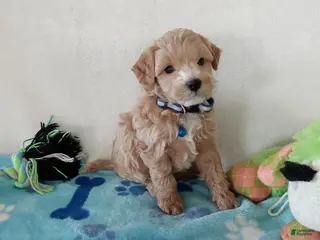 Cavapoo dogs Paws - Ad 19