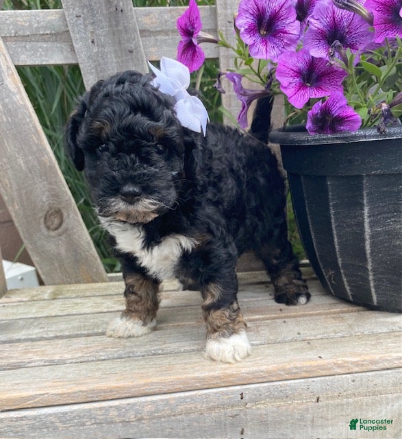 Cavapoo dogs Lucy - Ad 2