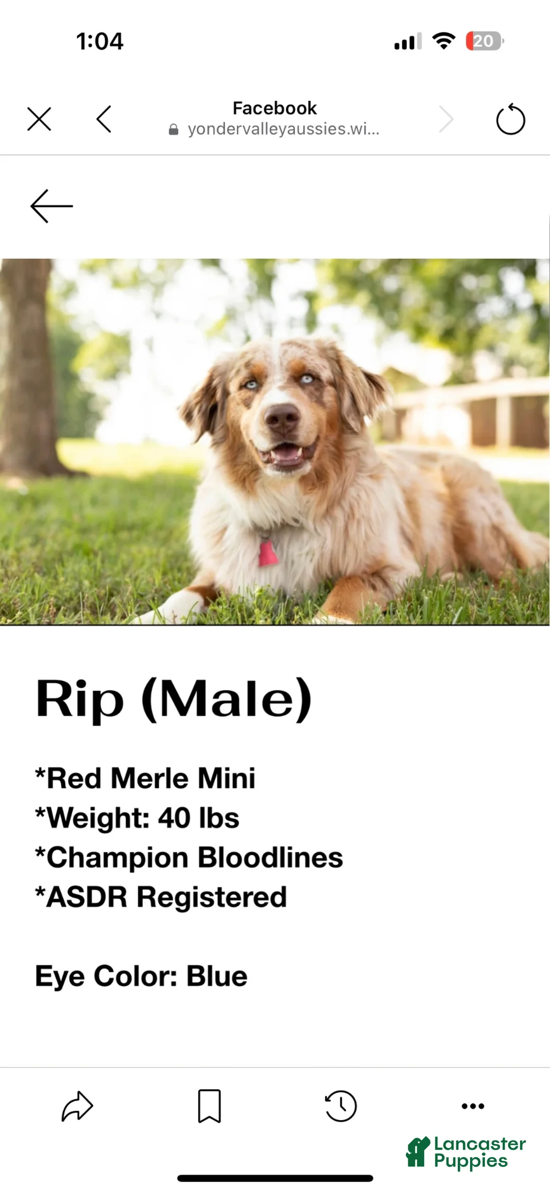 Miniature Australian Shepherd dogs for sale: Miniature Australian Shepherd Puppy Cash2 - Ad 8
