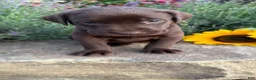 Labrador Retriever dogs for sale: Roxy - Ad 6