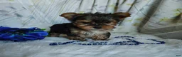 Yorkshire Terrier dogs for sale: Jesse - Ad 4