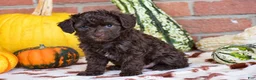 Havapoo dogs for sale: Davis - Ad 3
