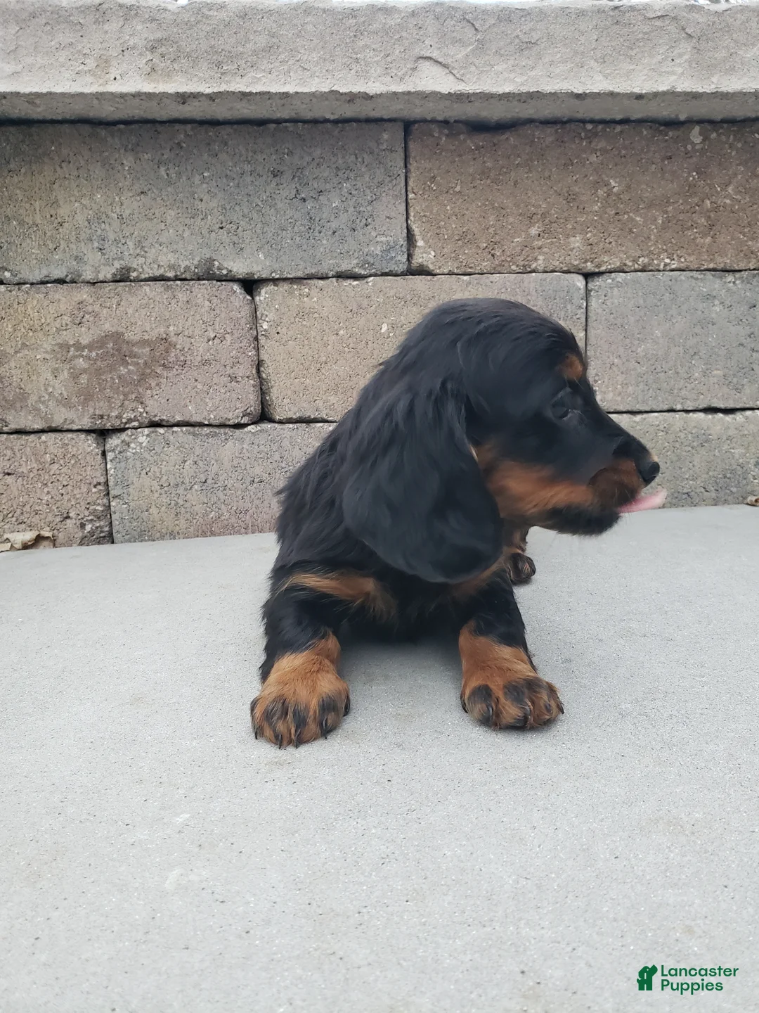 Miniature Dachshund dogs for sale: Miniature Dachshund Puppy 1 - Ad 6