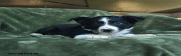 Border Collie dogs for sale: Alstair - Ad 3