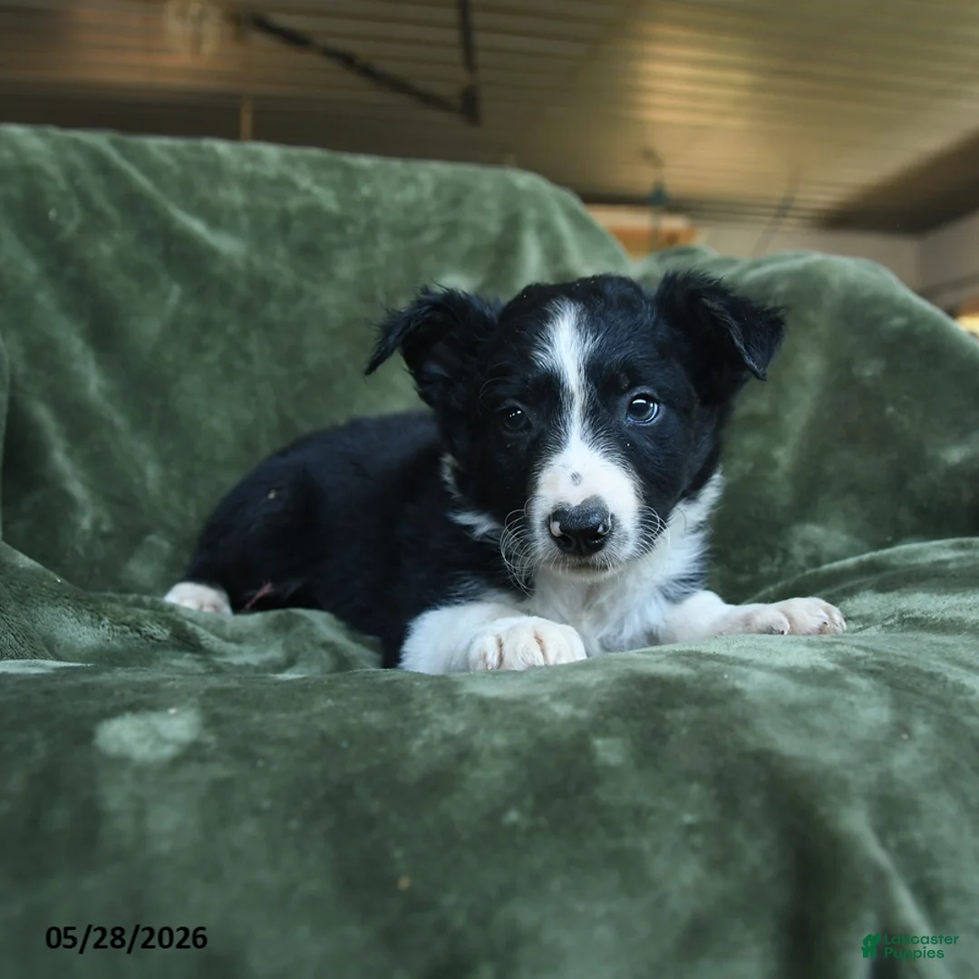 Border Collie dogs for sale: Alstair - Ad 3