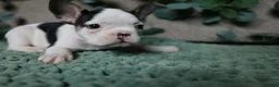 French Bulldog dogs for sale: Panda - Ad 4