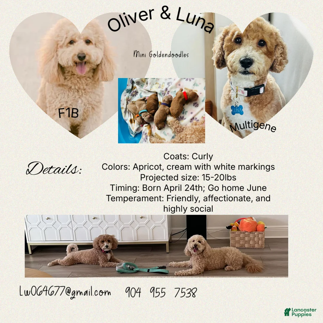 Mini Goldendoodle dogs for sale: Mini Goldendoodle Dior - Ad 9