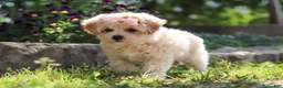 Maltipoo dogs for sale: Penny - Ad 5
