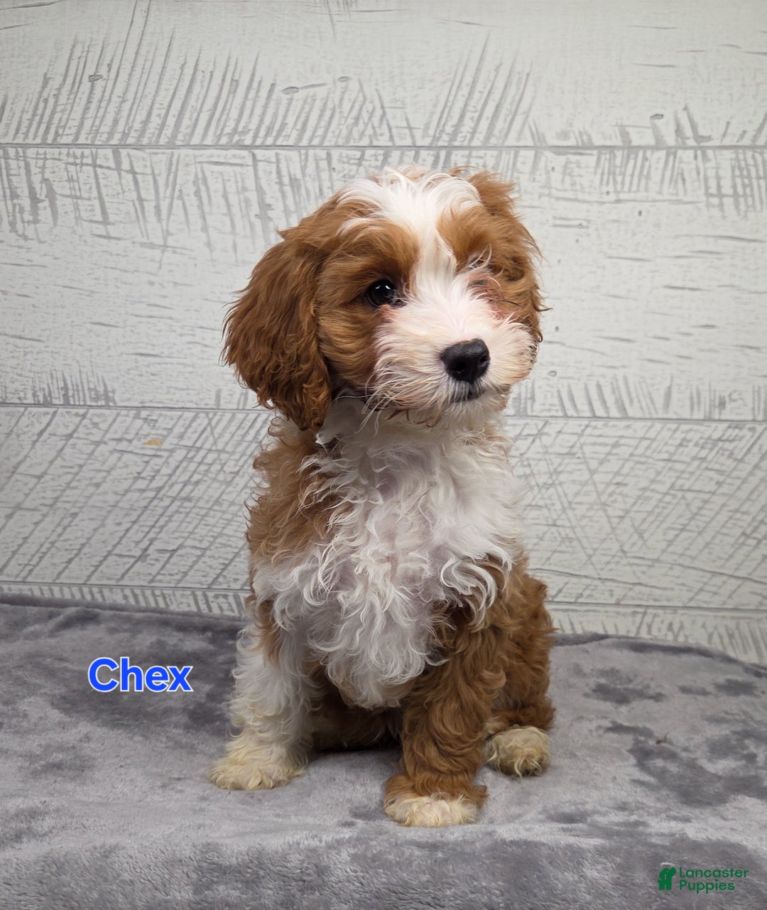 Cavapoo dogs for sale: Chex - Ad 8