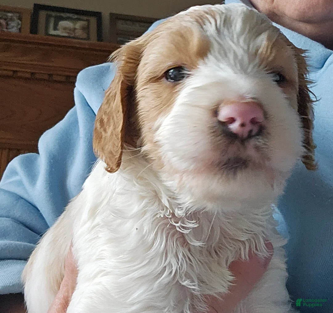 Goldendoodle dogs for sale: Goldendoodle Puppy 9 - Ad 14