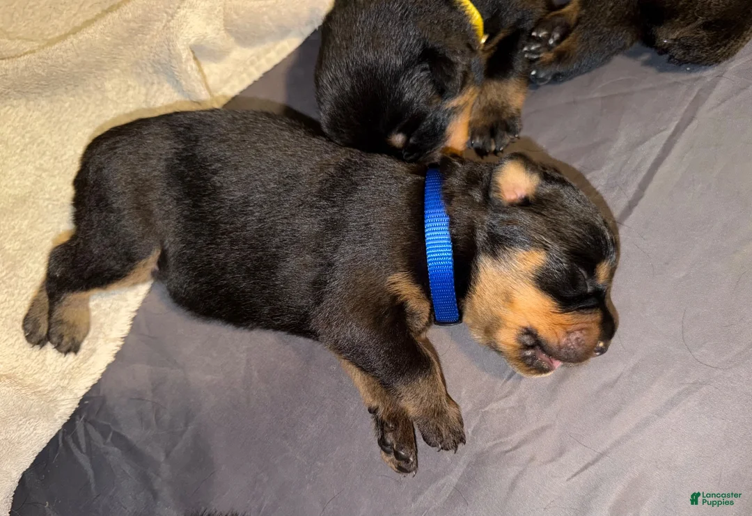 Rottweiler dogs for sale: Rottweiler 2 blue collar - Ad 1