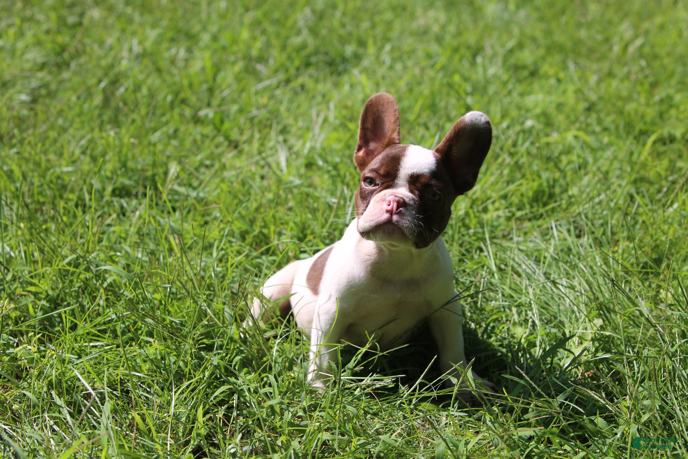 French Bulldog dogs French Bulldog 1 - Ad 2