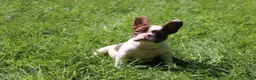 French Bulldog dogs for sale: French Bulldog 1 - Ad 2