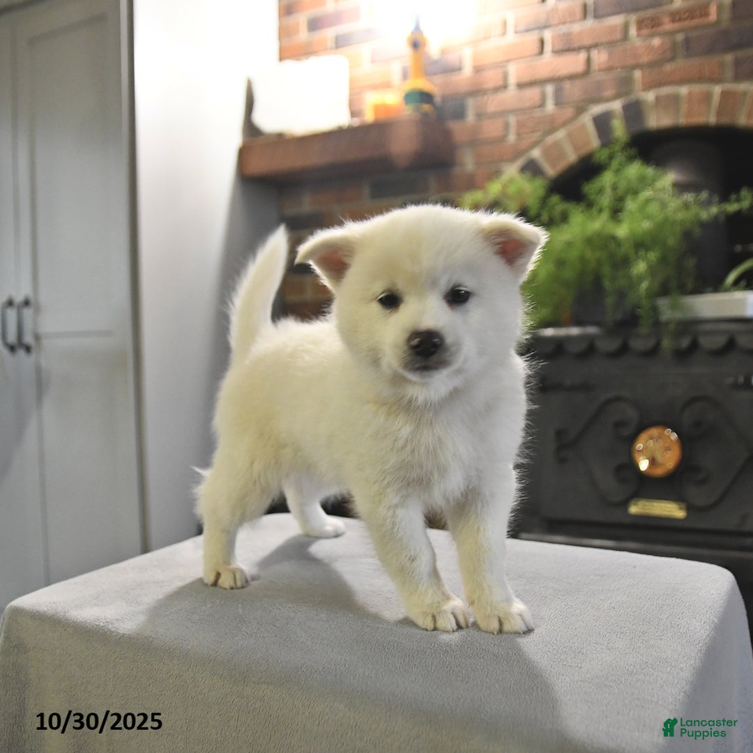 Pomsky dogs for sale: Kaden - Ad 2