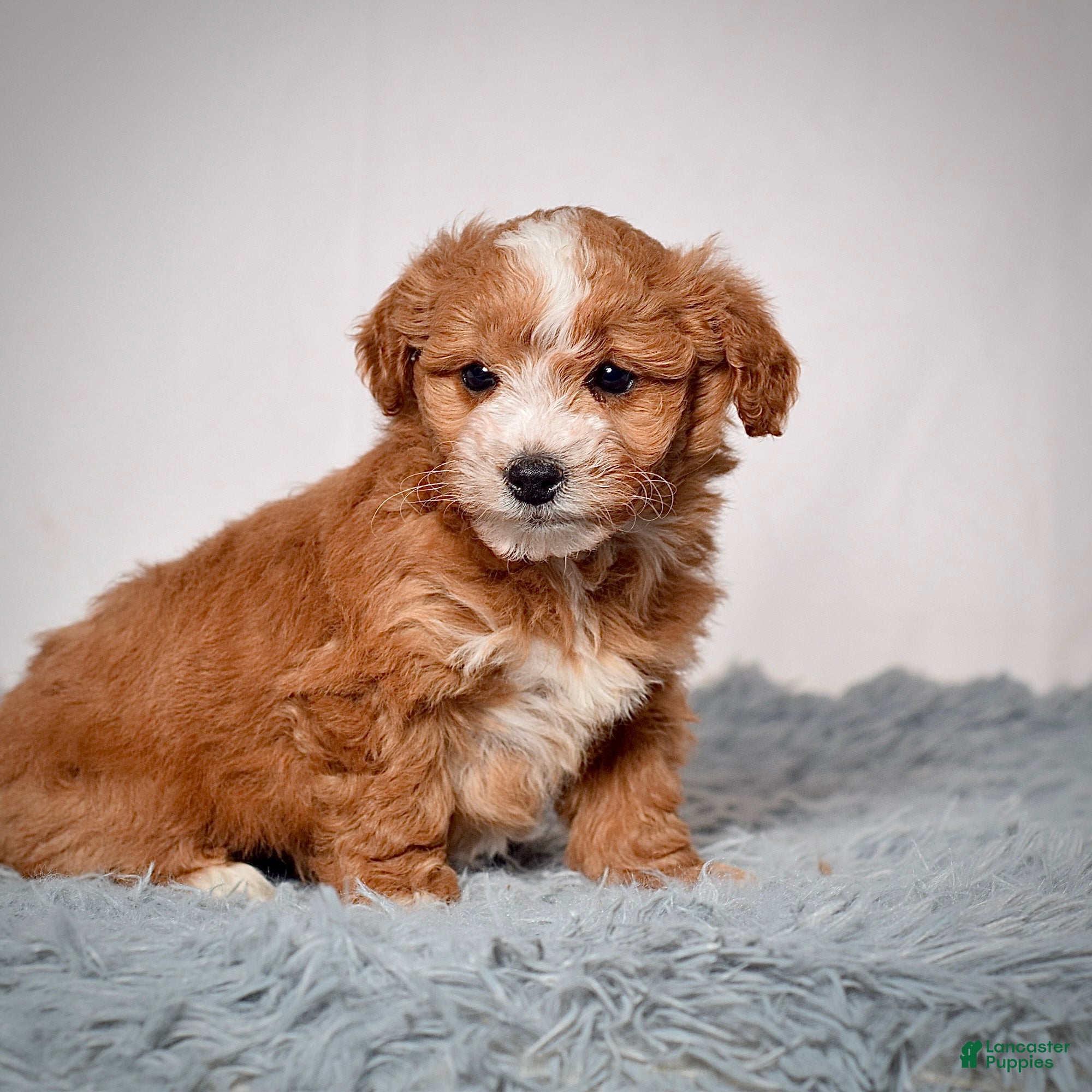 Mini Goldendoodle dogs Ms. Amber - Ad 2