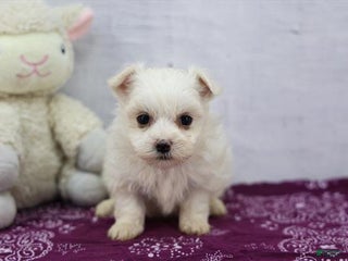 Maltese dogs - Ad 18