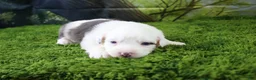 Miniature Australian Shepherd dogs for sale: Irene - Ad 7