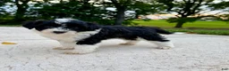 Portuguese Water Dog dogs for sale: Belle - Ad 4