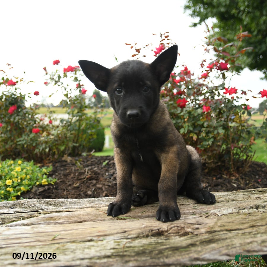 Belgian Malinois dogs Koda - Ad 2