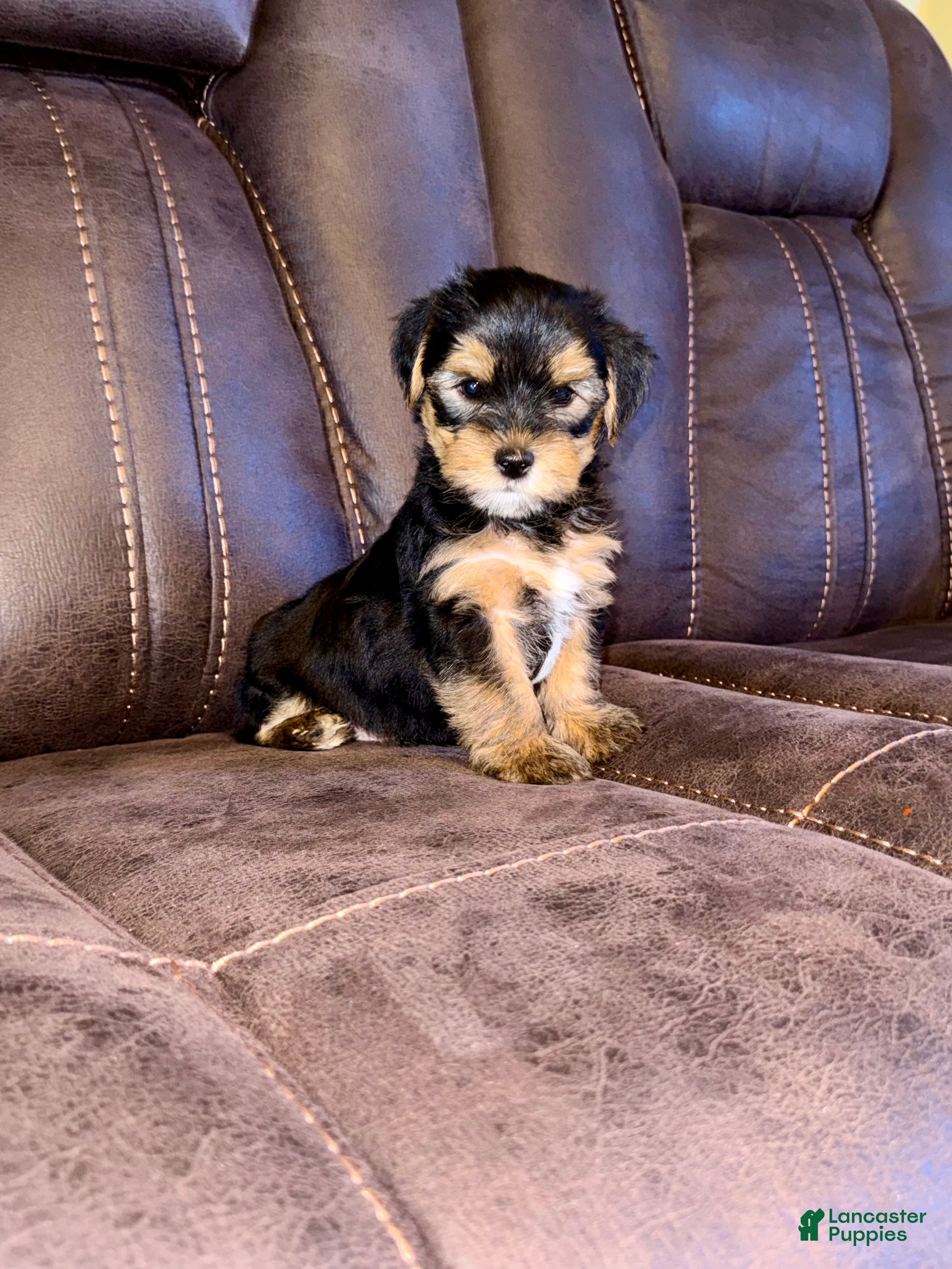 Yorkshire Terrier dogs Yorkshire Terrier 6 - Ad 40