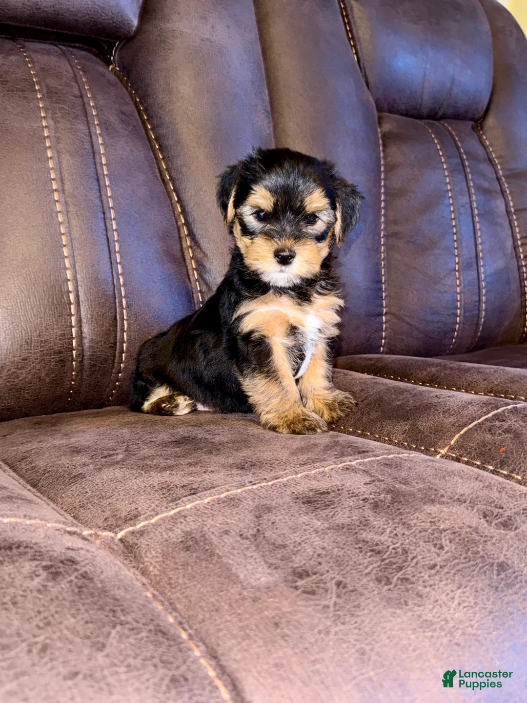 Yorkshire Terrier dogs for sale: Yorkshire Terrier 6 - Ad 1