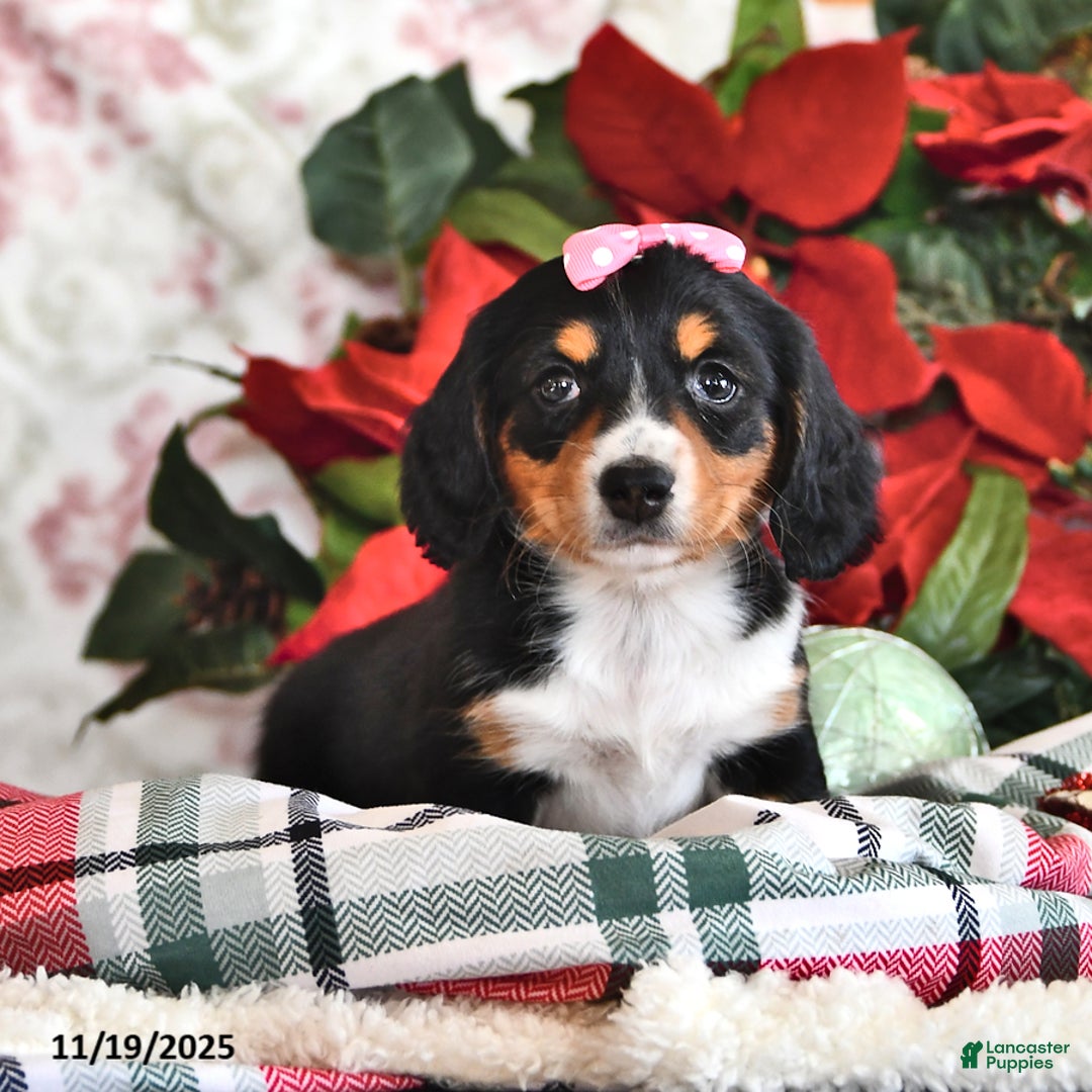 Miniature Dachshund dogs for sale: Sally - Ad 1