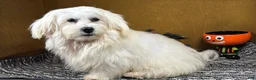 Mixed Breed dogs for sale: Mixed Breed 1 - Ad 2