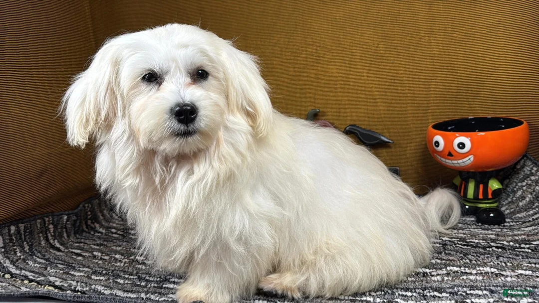 Mixed Breed dogs for sale: Mixed Breed 1 - Ad 2