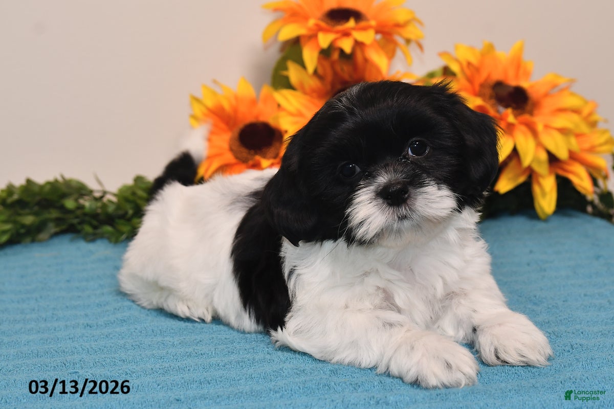 Shih Tzu dogs Pippa - Ad 2