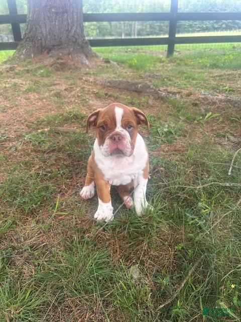 English Bulldog dogs Bella - Ad 2