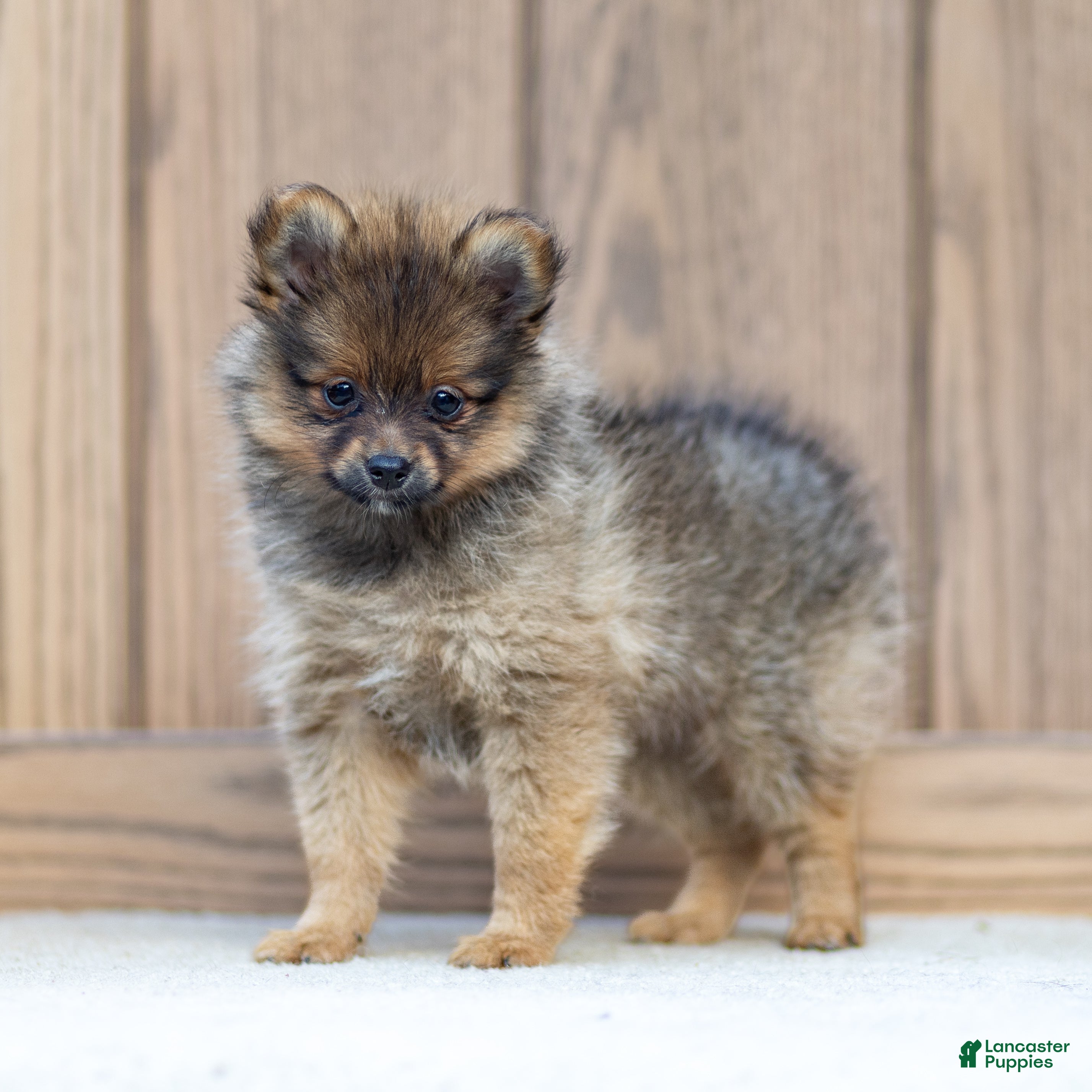 Pomeranian dogs Amber - Ad 1