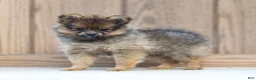 Pomeranian dogs for sale: Amber - Ad 1