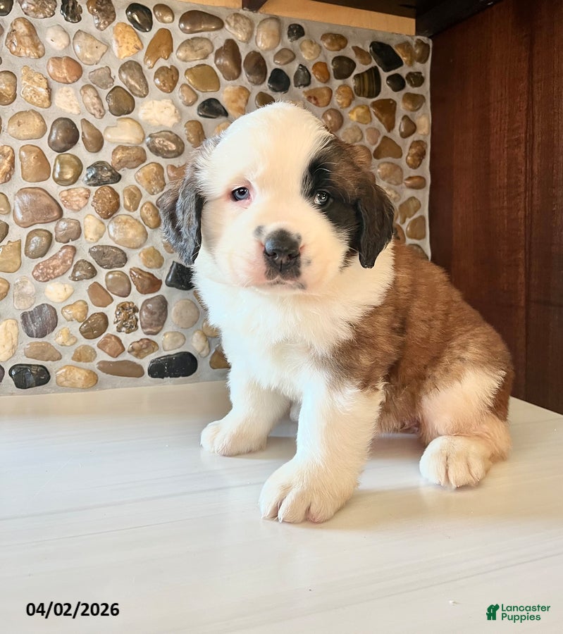 Saint Bernard dogs Lovebug - Ad 2