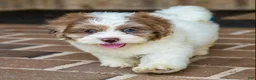 Shihpoo dogs for sale: Winston - Ad 4