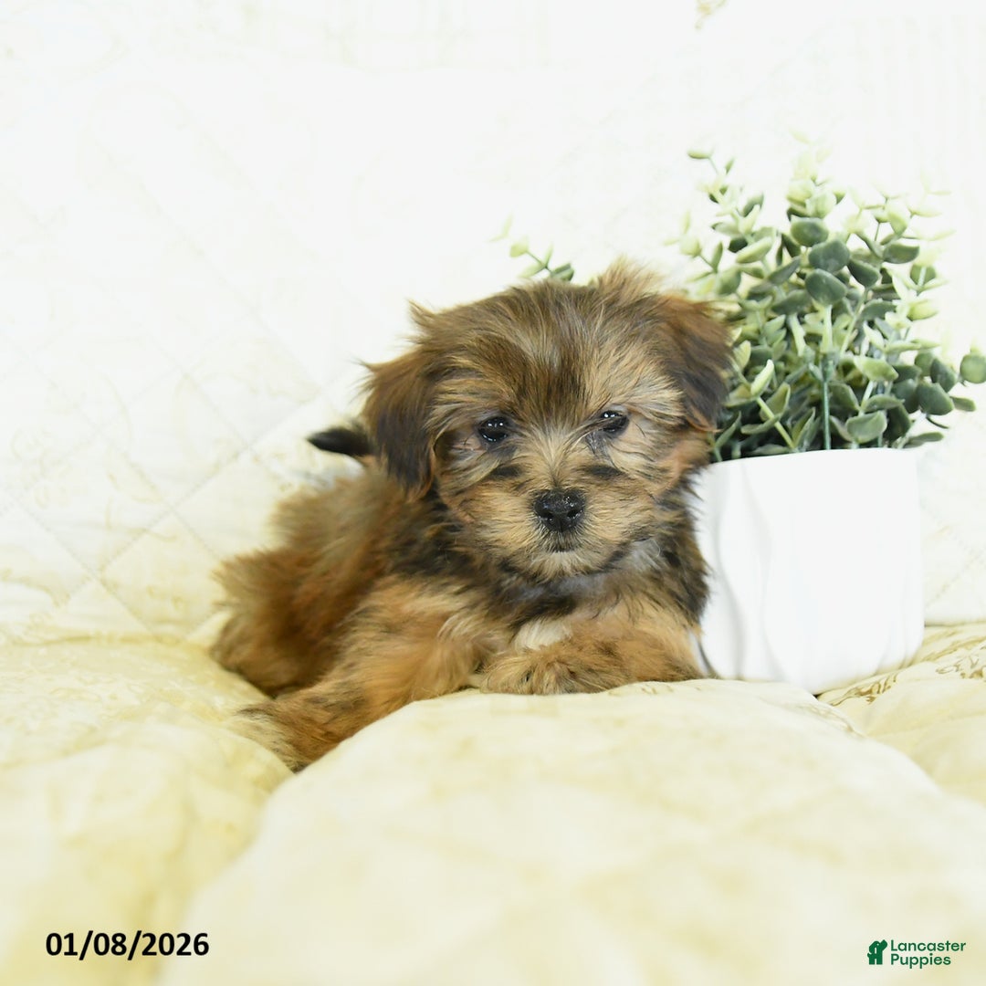 Shorkie dogs for sale: Kolton  - Ad 3