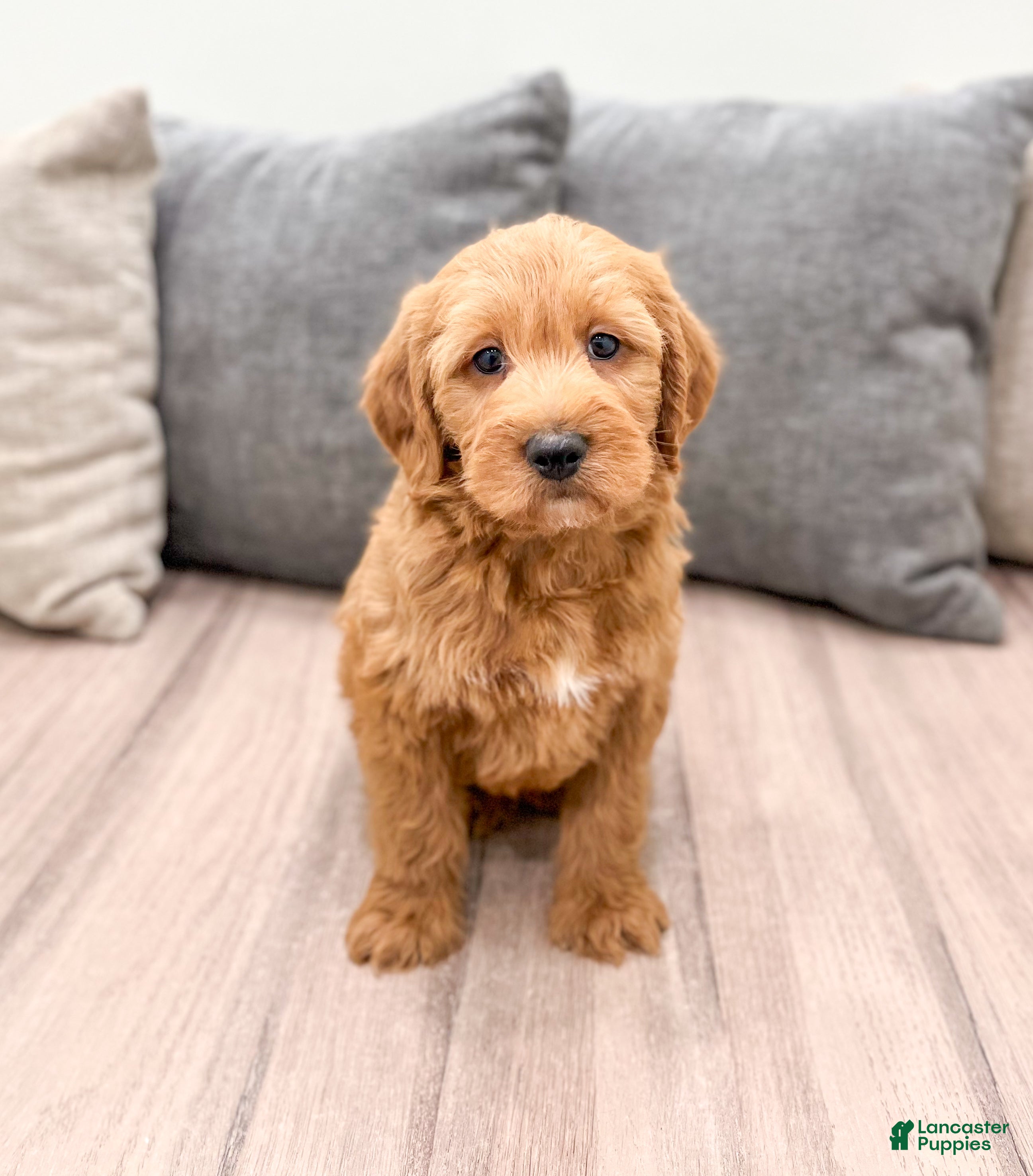 Labradoodle dogs Jasper - Ad 20