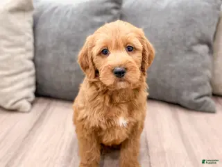 Labradoodle dogs Jasper - Ad 20