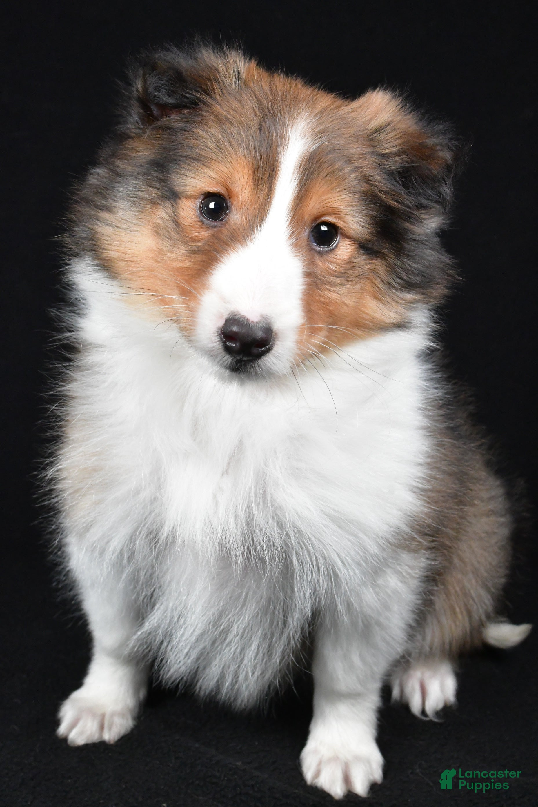 Shetland Sheepdog dogs Maggie - Ad 2