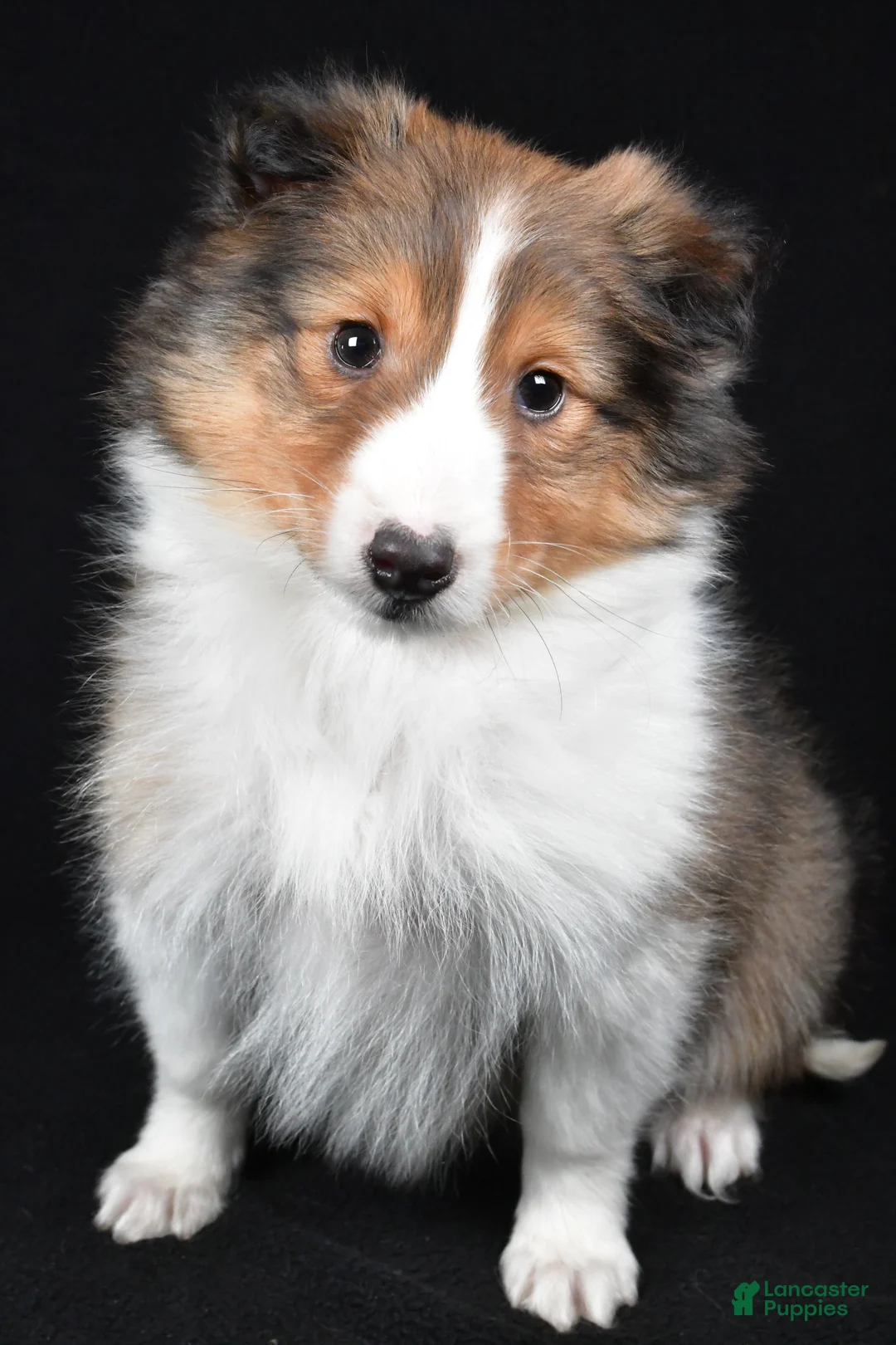 Shetland Sheepdog dogs for sale: Maggie - Ad 2